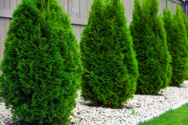 Arborvitae Planting in Rotonda West