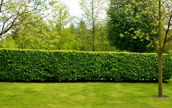 Hedge Planting in Rotonda West