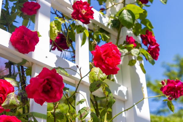Home Gardening Service in Rotonda West