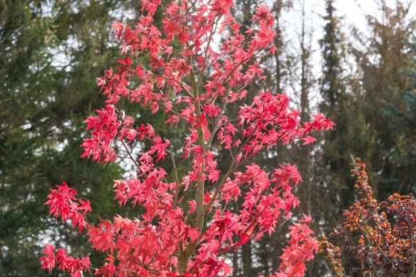 Japanese Maple Planting in Rotonda West