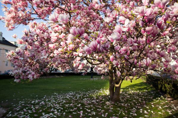 Magnolia Tree Planting in Rotonda West