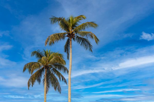 Palm Tree Planting in Rotonda West