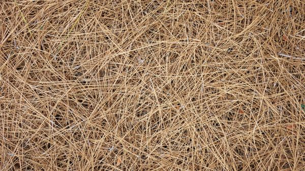 Pine Needles Delivery in Rotonda West