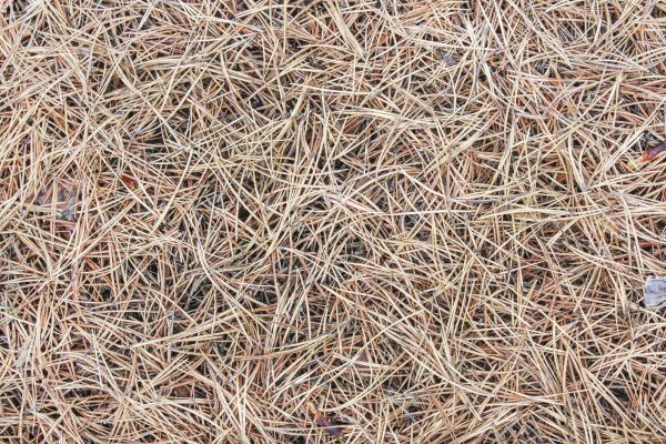 Pine Straw Installation in Rotonda West