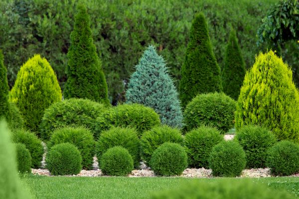 Shrub Installation in Rotonda West