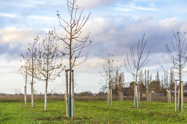 Tree Installation Service in Rotonda West