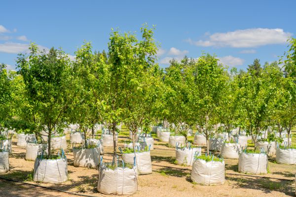Tree Planting Service in Rotonda West