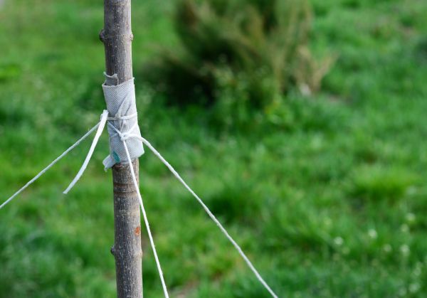 Tree Staking Service in Rotonda West