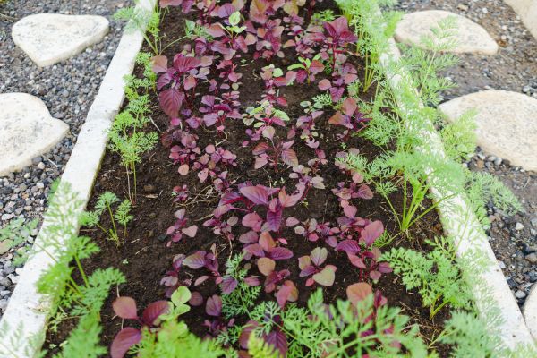 Edging Installation in Rotonda West