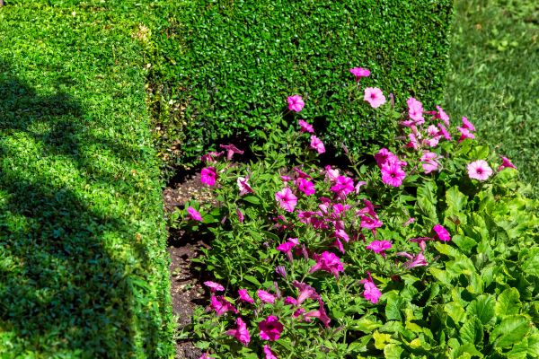 Softscaping Service in Rotonda West