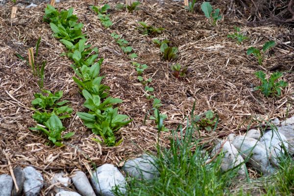 Mulch Service in Rotonda West