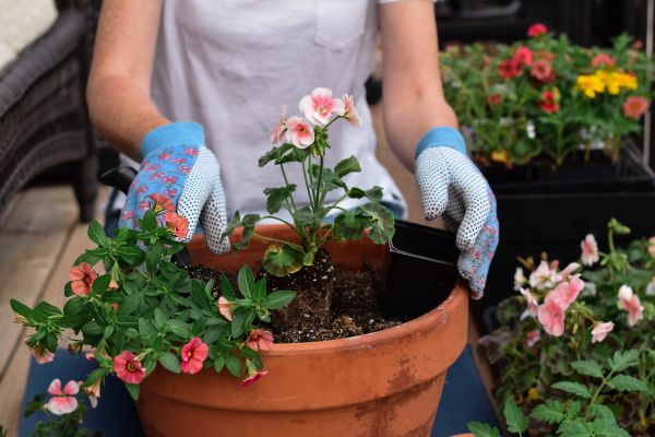 Plant Care Service in Rotonda West