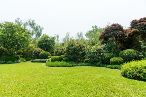Tree Landscaping in Rotonda West