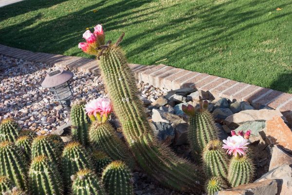 Desert Landscaping in Rotonda West