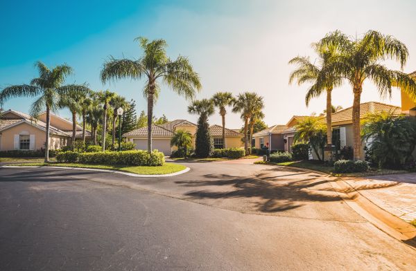 Palm Tree Landscaping in Rotonda West