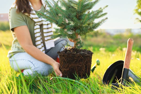 Spruce Tree Planting in Rotonda West