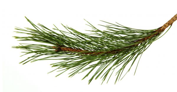Pine Needles Installation in Rotonda West
