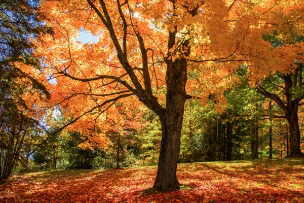 Maple Tree Planting in Rotonda West