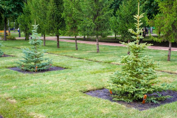 Privacy Trees Planting in Rotonda West