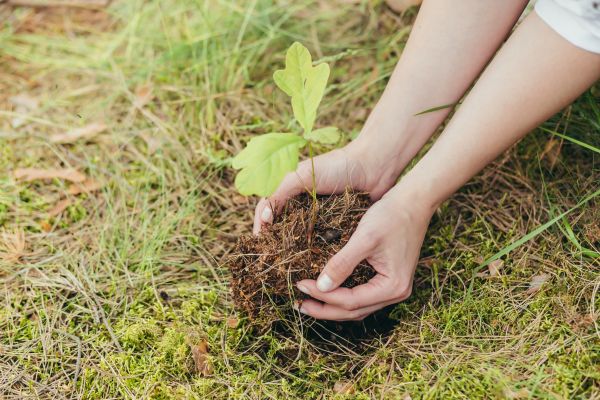 Oak Tree Planting in Rotonda West