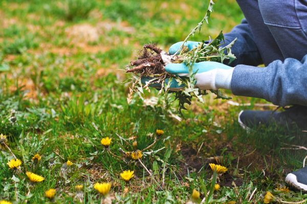 Flower Bed Clearing in Rotonda West