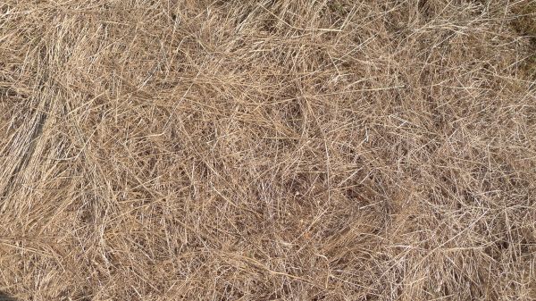 Pine Straw Replacement in Rotonda West