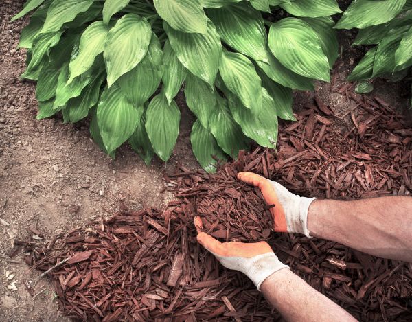 Bark Spreading in Rotonda West