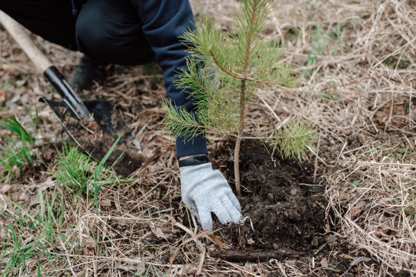 Pine Tree Planting in Rotonda West
