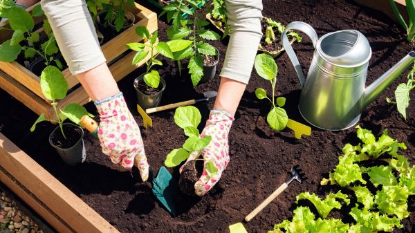 Garden Bed Installation in Rotonda West
