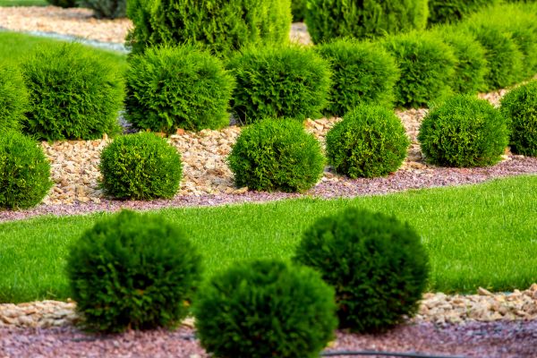 Bush Replacement in Rotonda West