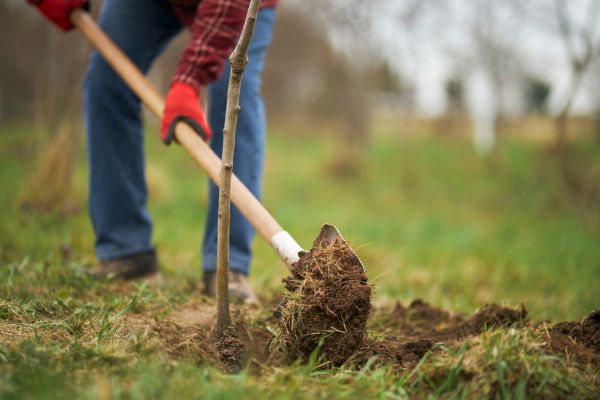 Trees Planting in Rotonda West