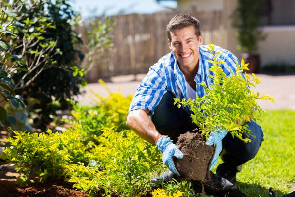 Shrub Landscaping in Rotonda West