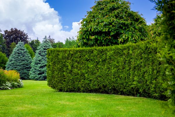 Hedge Landscaping in Rotonda West