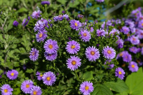 Perennial Flower Planting in Rotonda West