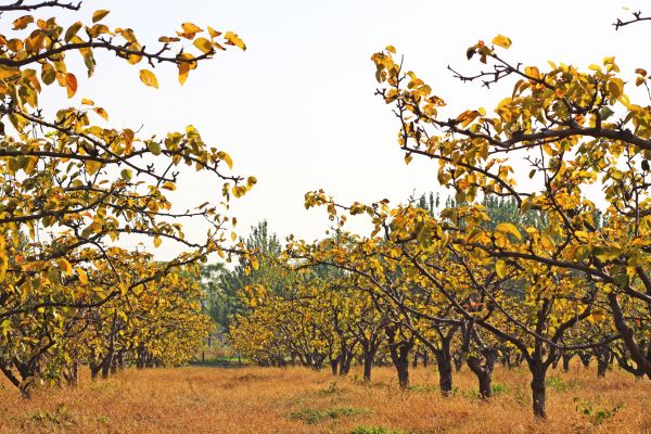 Pear Tree Planting in Rotonda West