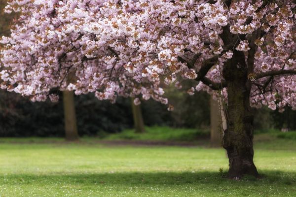 Cherry Tree Planting in Rotonda West