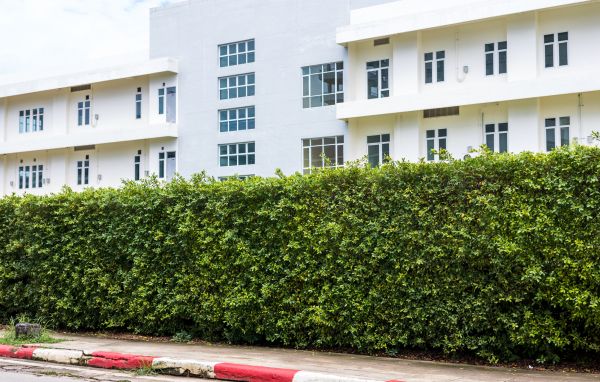 Privacy Landscaping in Rotonda West