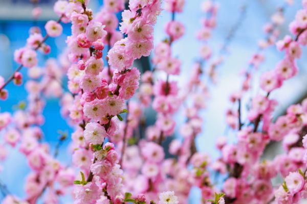 Japanese Cherry Tree Planting in Rotonda West