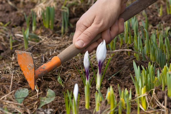 Flower Garden Weeding in Rotonda West