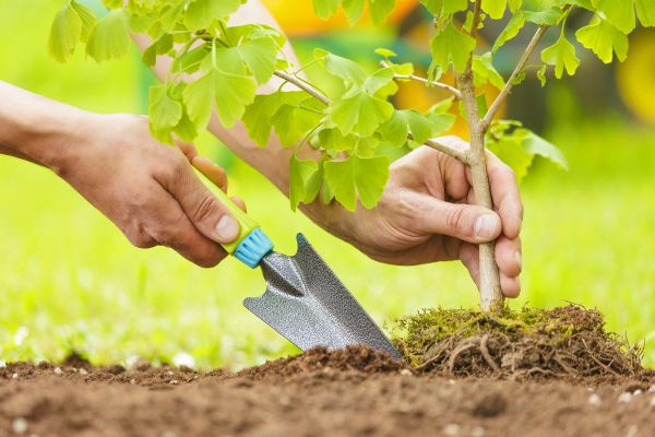 Fruit Tree Planting in Rotonda West