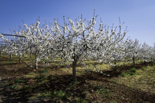Orchard Planting in Rotonda West