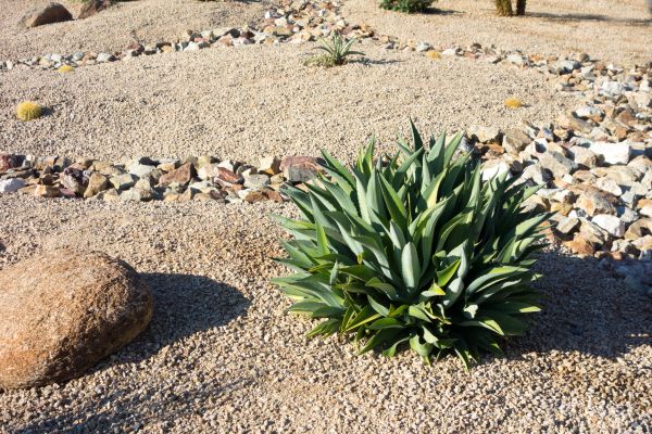 Xeriscaping Service in Rotonda West