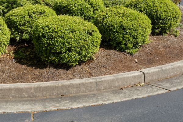 Pine Mulch Installation in Rotonda West