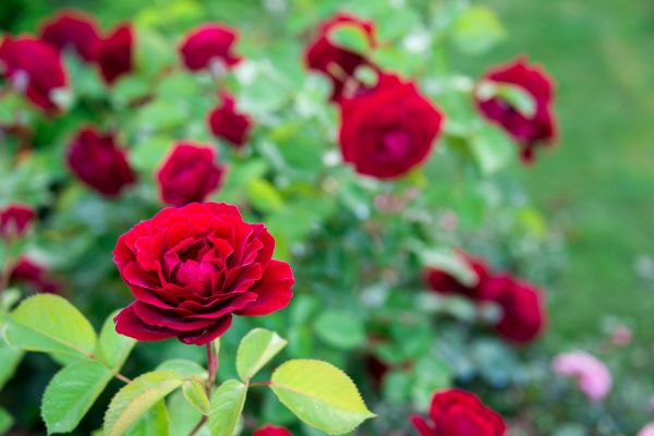 Rose Planting in Rotonda West