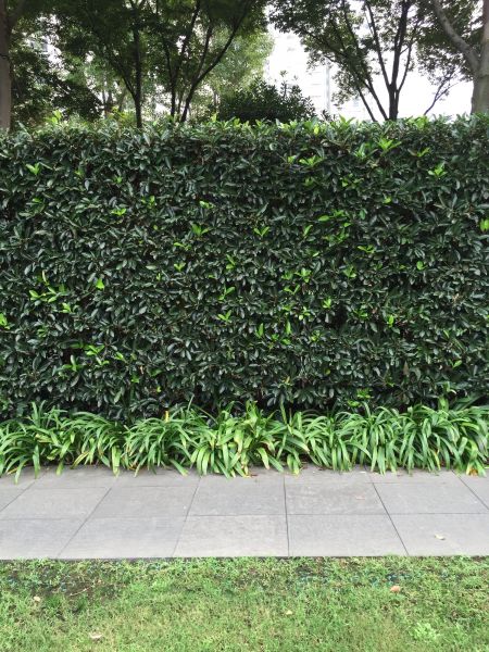 Privacy Shrub Planting in Rotonda West