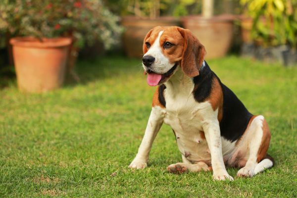 Dog Friendly Landscaping in Rotonda West