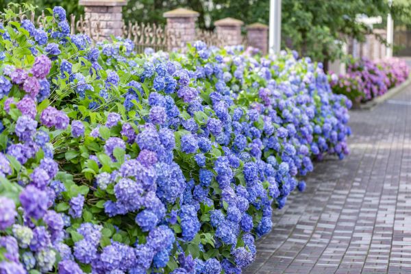 Hydrangea Landscaping in Rotonda West