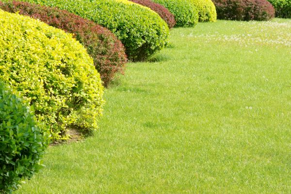 Shrubbery Planting in Rotonda West