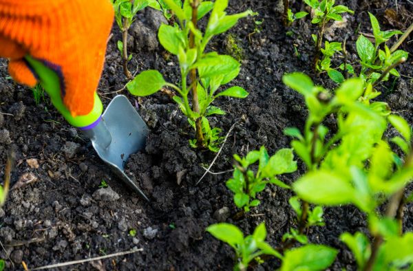 Hydrangea Planting in Rotonda West