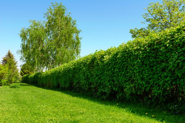 Hedge Replacement in Rotonda West